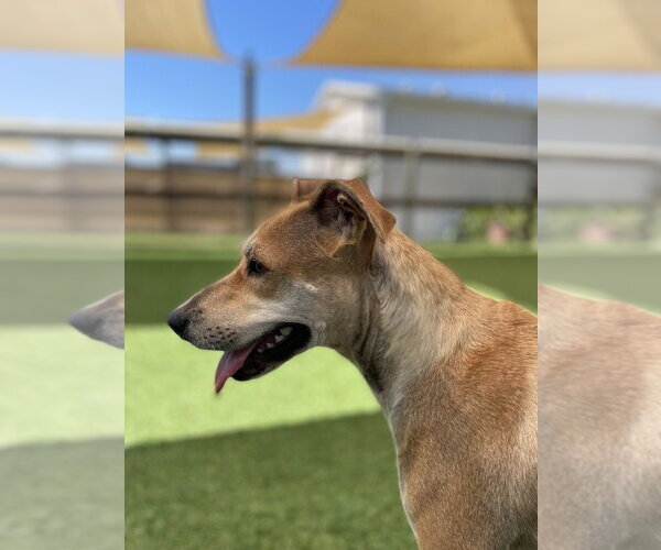 Medium Photo #4 Black Mouth Cur-Labrador Retriever Mix Puppy For Sale in oakland, FL, USA