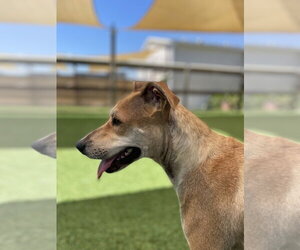 Pamela - Female Black Mouth Cur-Labrador Retriever Mix Dog for Adoption - Photo #4
