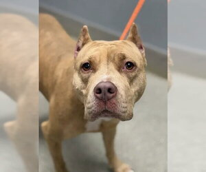 Mutt Dogs for adoption in Las Vegas, NV, USA