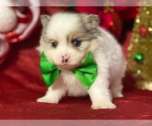 Pomeranian Puppy for sale in LANCASTER, PA, USA