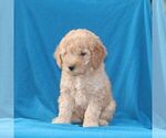 Benji - Male Goldendoodle (Miniature) Puppy for Sale - Photo #2