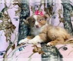 Small #8 Australian Shepherd