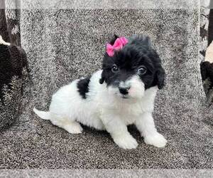 Cavachon-Poodle (Toy) Mix Puppy for sale in ELKTON, KY, USA