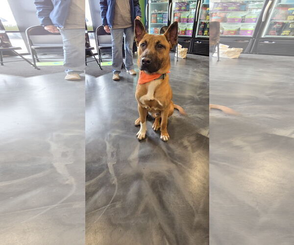 Medium Photo #2 Mutt Puppy For Sale in Minneapolis, MN, USA