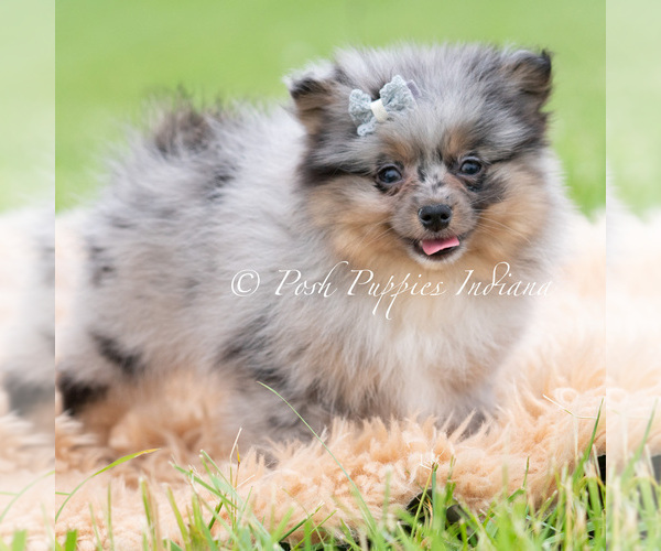 Medium Photo #4 Pomeranian Puppy For Sale in WARSAW, IN, USA