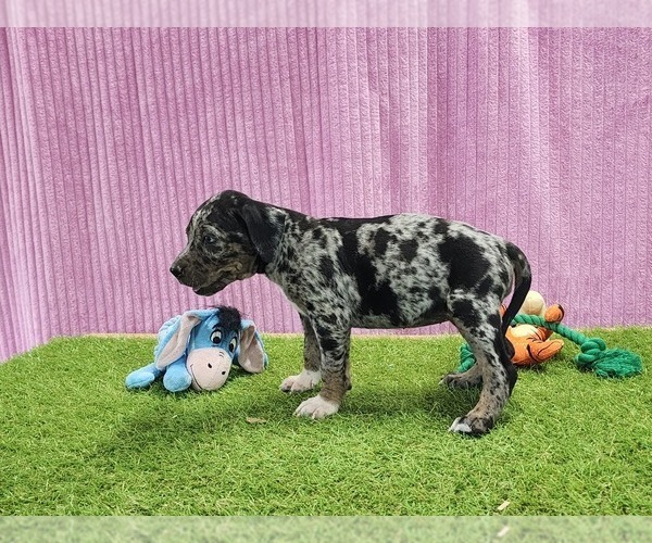Medium Photo #7 Catahoula Leopard Dog Puppy For Sale in CUMBY, TX, USA