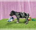 Small #6 Catahoula Leopard Dog