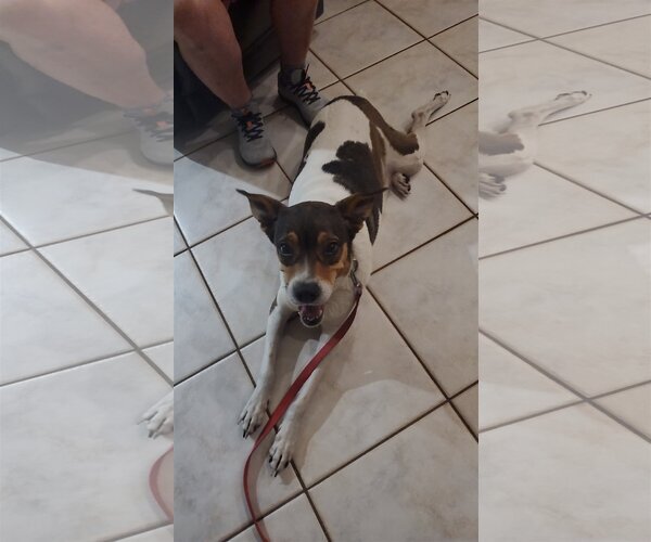 Medium Photo #4 Beagle-Unknown Mix Puppy For Sale in Orlando, FL, USA