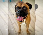 Small Boxer