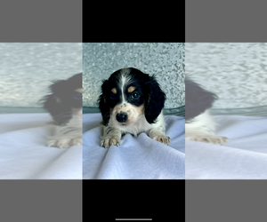 Dachshund Puppy for sale in NILES, MI, USA