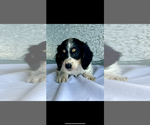 Image preview for Ad Listing. Nickname: AKC Sadie