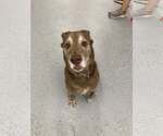 Small #11 Labrador Retriever Mix