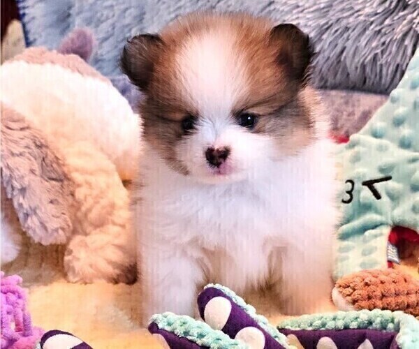 Medium Photo #4 Pomeranian Puppy For Sale in MENIFEE, CA, USA