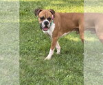 Small Boxer