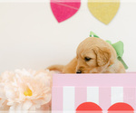 Small Photo #6 Goldendoodle Puppy For Sale in LITTLE ROCK, AR, USA