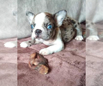 Small Photo #27 French Bulldog Puppy For Sale in ADRIAN, MI, USA