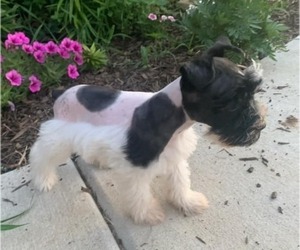 Medium Schnauzer (Miniature)