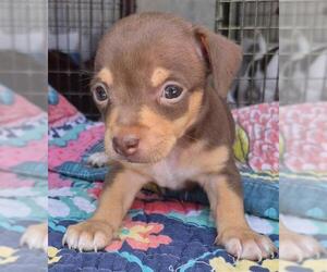 Chihuahua-Unknown Mix Dogs for adoption in San Antonio, TX, USA