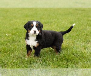 Bernese Mountain Dog Puppy for sale in MILLERSBURG, IN, USA