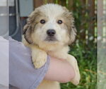 Small #3 Collie-Great Pyrenees Mix