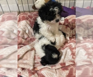 ShihPoo Puppy for Sale in EL PASO, Texas USA