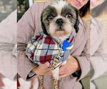 Bluey - Male Shih Tzu Dog for Adoption - Small photo