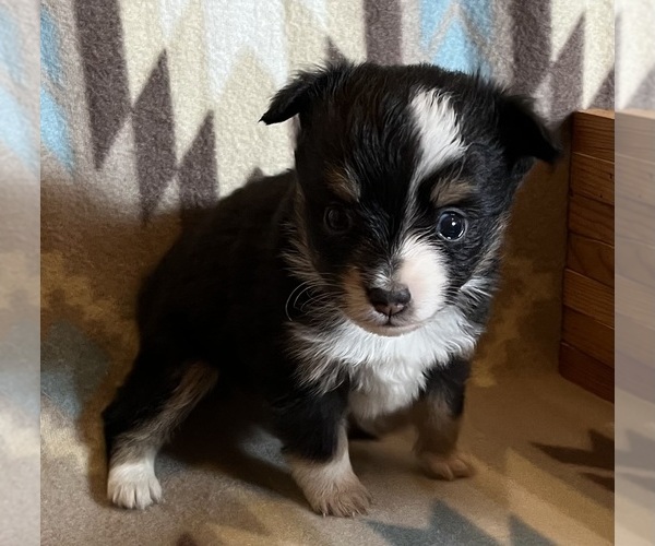 Medium Photo #2 Miniature Australian Shepherd Puppy For Sale in FORT MORGAN, CO, USA