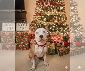 Mutt Dogs for adoption in Caldwell, NJ, USA