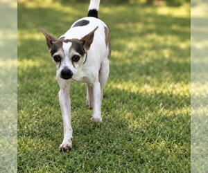 Chihuahua Dogs for adoption in York, SC, USA