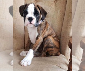 Boxer Puppy for sale in CHICAGO, IL, USA