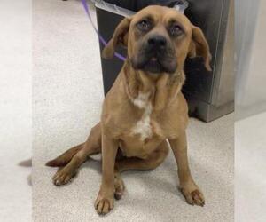 Mastiff-Unknown Mix Dogs for adoption in Riverside, CA, USA