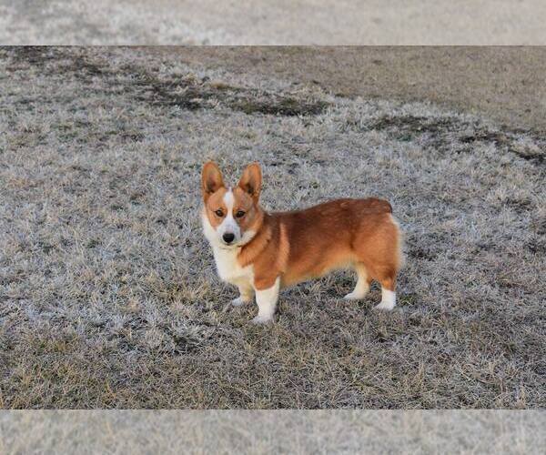 Medium Photo #1 Pembroke Welsh Corgi Puppy For Sale in KINGSVILLE, MO, USA