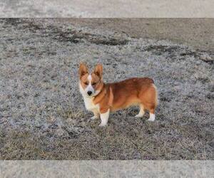 Father of the Pembroke Welsh Corgi puppies born on 11/04/2020
