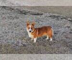 Small Photo #1 Pembroke Welsh Corgi Puppy For Sale in KINGSVILLE, MO, USA