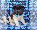 Small Photo #1 Akita Puppy For Sale in AIRVILLE, PA, USA