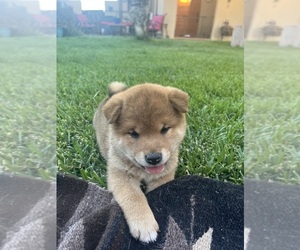 Shiba Inu Litter for sale in YUCCA VALLEY, CA, USA