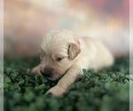 Small #7 Golden Retriever