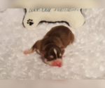 Small Photo #41 Pomsky Puppy For Sale in RAMONA, CA, USA