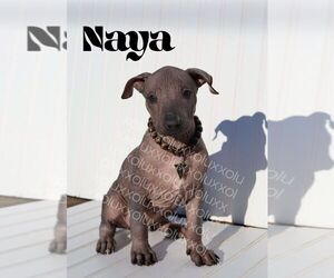 Xoloitzcuintli (Mexican Hairless) Puppy for sale in MERCED, CA, USA