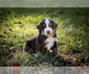 Bernese Mountain Dog Puppy for Sale in BIRD IN HAND, Pennsylvania USA