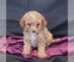 Small #2 Cavapoo (Miniature)