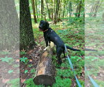 Small #8 Mutt