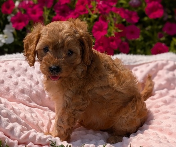 Medium Photo #2 Cavapoo Puppy For Sale in GOSHEN, IN, USA