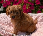 Small Photo #46 Cavapoo Puppy For Sale in GOSHEN, IN, USA