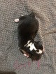 Small Photo #3 Pembroke Welsh Corgi Puppy For Sale in CLYDE, TX, USA