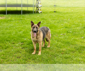German Shepherd Dog Puppy for sale in GOSHEN, IN, USA