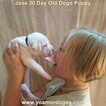 Small Photo #212 Dogo Argentino Puppy For Sale in JANE, MO, USA