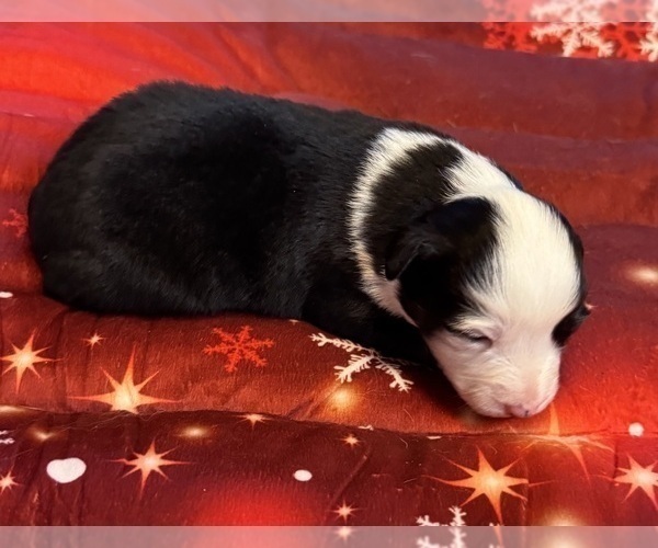 Medium Photo #77 Australian Shepherd Puppy For Sale in SALISBURY, NC, USA