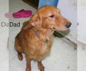 Father of the Golden Retriever puppies born on 09/19/2020