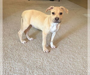 American Staffordshire Terrier-Black Mouth Cur Mix Dogs for adoption in Holly Springs, NC, USA
